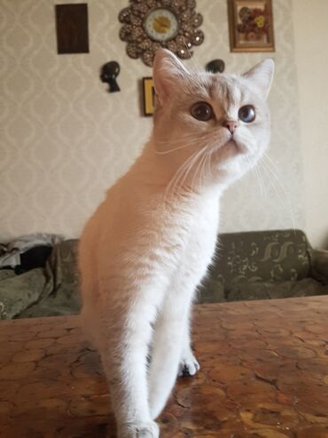 вислоухий кот купить: Шиншилла, Самка, Самовывоз
