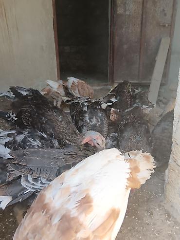 bakida cins ineklerin satisi: Hinduşka 20 eded birge satilır 3aylığdı — 3