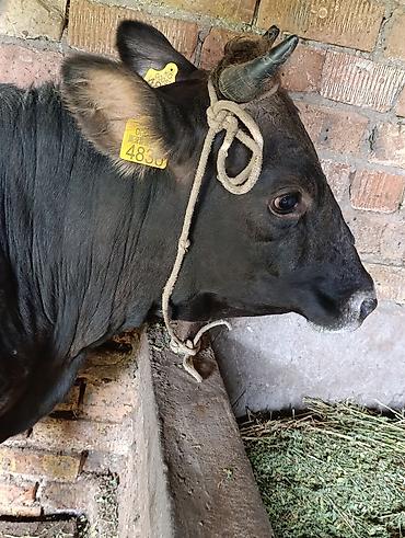 Коровы, быки: Продаю | Корова (самка) — 11