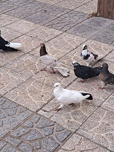 Göyərçinlər: Salam 35 eded goyercindi kom 7 manat.tek tek 10 manat. Təsvir: - — 1