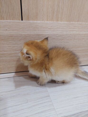 Pişiklər: Qızıl şinşilla, Erkək, Dişi, Ünvandan götürmə — 20