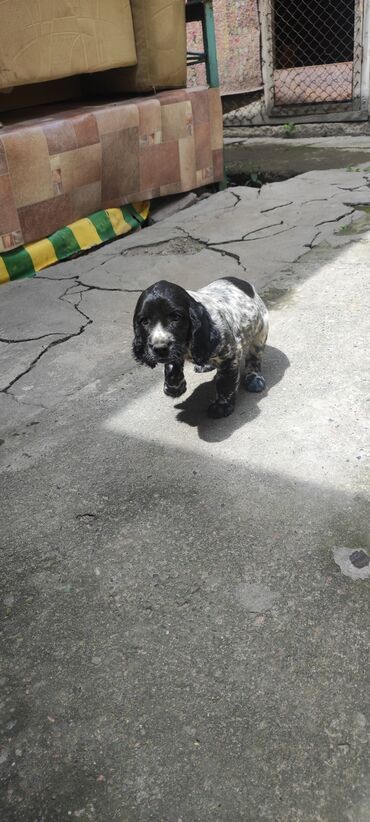 звонок собака фото: Русский спаниель 2 месяца, кабель очень шустрый, игривый. Родители