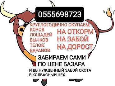 уй базар: Колбасный цех : Коровы, быки, | На откорм — 2