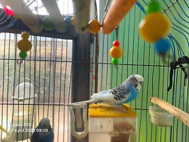 значок хары бюльбюль купить: Topla. 5 eded quşdur ana ata ve 3 bala quş 1 ailə diler saglam — 8
