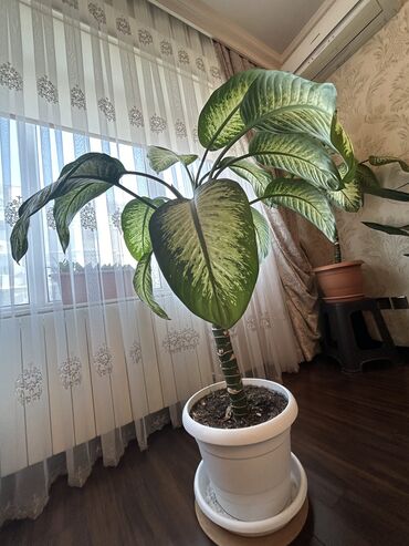 fikus gulu: Diffenbaxiya bitkisi - 110cm