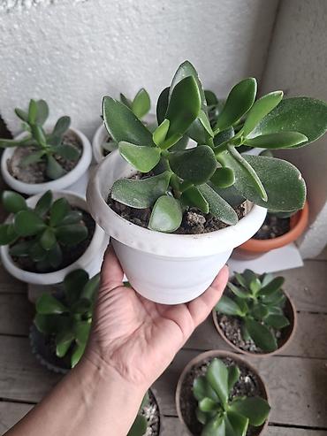 pilastik qapi: Succulent – Pul bitkisi (Crassula ovata) fidanları - Növ: Crassula — 4