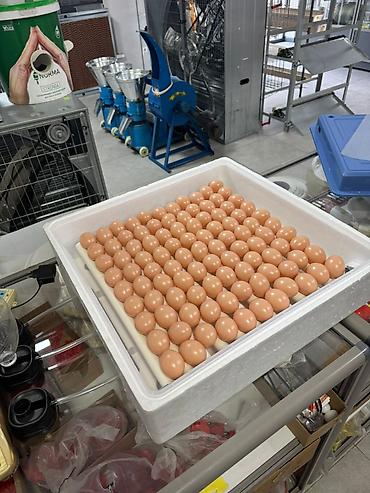 ручной инкубатор: Инкубатор на 100яиц, полностью автомат — 2