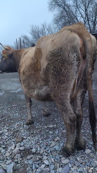Коровы, быки: Продаю | Корова (самка) — 2
