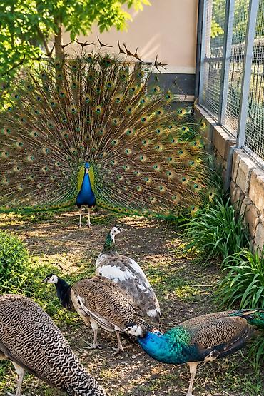 Məhsul: Tavus quşları (hind toyuğu – “peacock/peahen”) Tovuzquşu