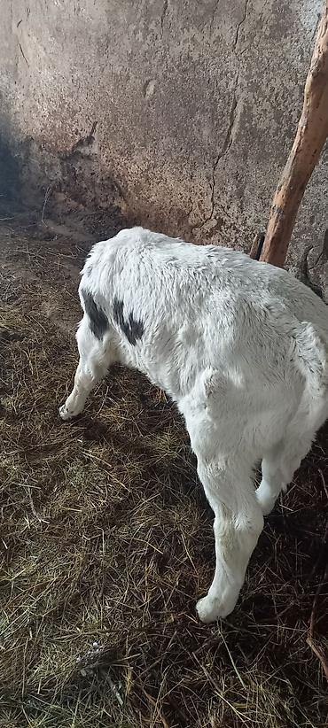 Коровы, быки: Продаю | Музоо, торпок | Полукровка | На откорм — 2