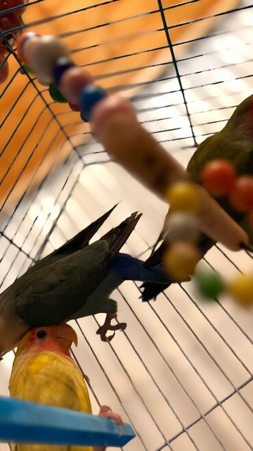 Tutuquşları: Korella Karella tutuqusu papuqay sevgi quşu nerazlucnik valnist 14 — 21