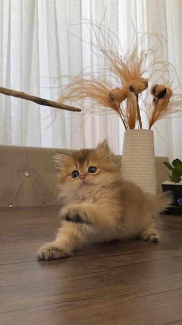 Qızıl şinşilla, Erkək