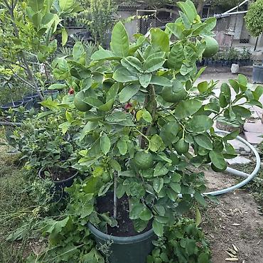 limon ağacı: Meyvəli sitrus ağacı – qabda yetişdirilən limon/bergamot tipli sort - — 2