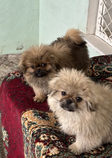 İtlər: Pekines, 3 ay, Dişi, Peyvəndli, Ödənişli çatdırılma