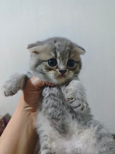 Pişiklər: Şotland yastı qulaq — 17