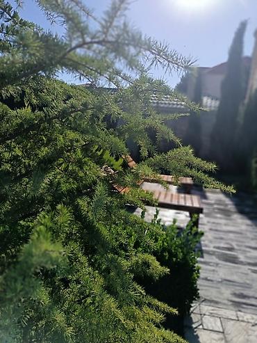 arendaya otaq: Bağ üçün açıq hovuz icarəsi/xidməti - Geniş ölçülü, düzbucaqlı açıq — 10