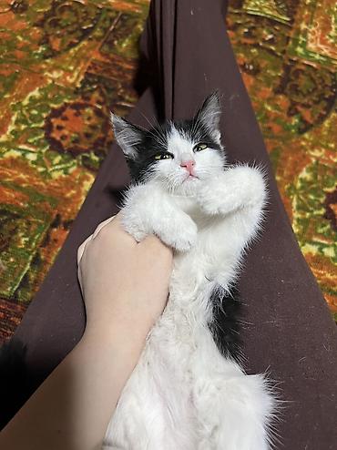 животные кошка: 🍀Котенок Панда ищет дом ! Мальчик 2,5 месяца . Черно белый красавчик — 4