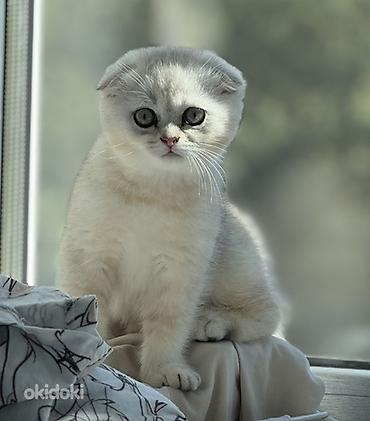 Pişiklər: Şotland yastı qulaq, Erkək, Dişi, Yaxşı əllərə, Ünvandan götürmə, Pulsuz çatdırılma, Ödənişli çatdırılma — 6