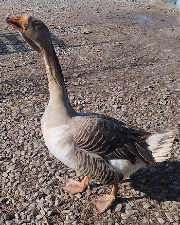 Qazlar: Məhsul: Ev quşları – qaz və hind toyuğu Təsvir:Hinduşka diri çəkisi — 6