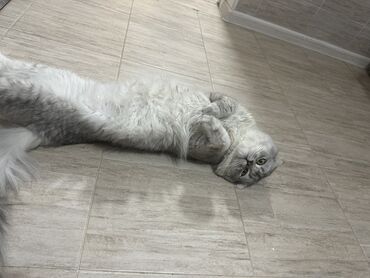 шотландский вислоухий котята: Скотиш Фолд (Шотландская вислоухая), 1 год, Мальчик, Белый, С прививками, Приучена к лотку, Проглистована