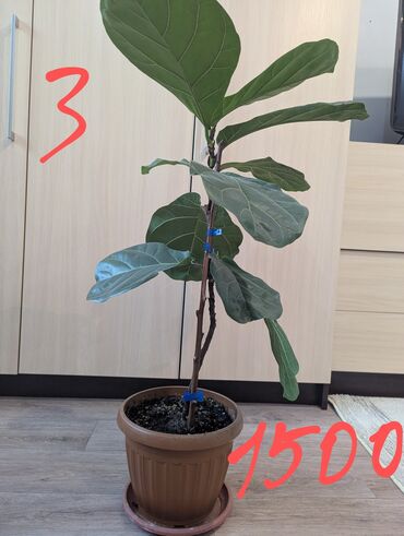 Другие комнатные растения: Комнатные растения, разных видов, филодендрон, хоя, эпипренум, фикус и — 6