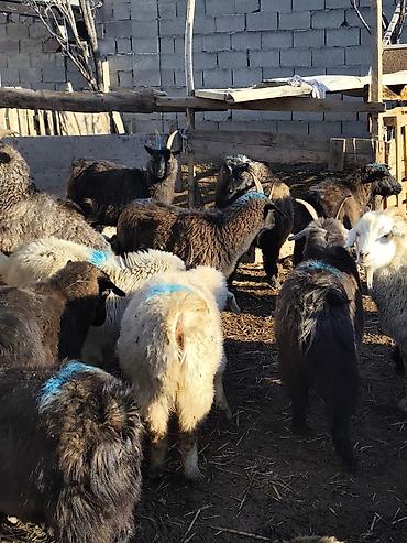 Козы, козлы: Продаю | Коза (самка), Козёл (самец), Козлёнок — 8