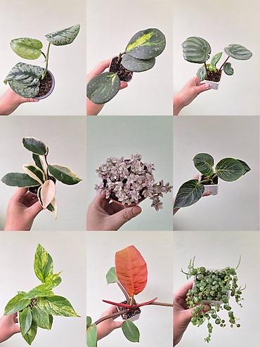 🌿 Комнатные растения/цветы (детки/молодые растения). 🪴 Названия и цены
