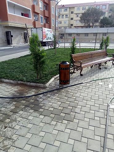 Toxumlar: Qazon yüksək keyfiyyət münasib qiymətə enni yarpaq danimarka toxumu — 8