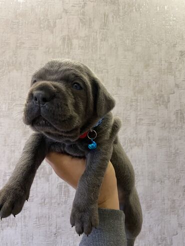 İtlər: Kane-Korso, 2 ay, Erkek, Sənədli, Pulsuz çatdırılma, Ödənişli çatdırılma — 13