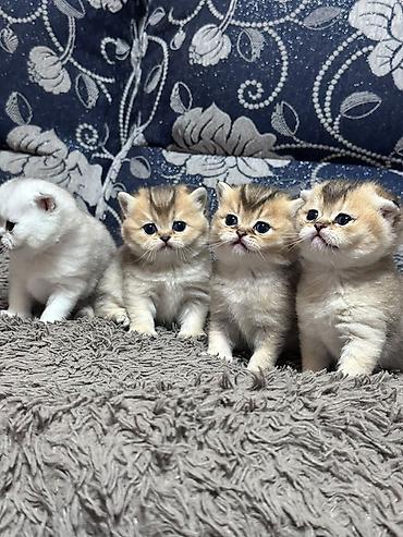 скоттиш фолд, купить: Скотиш Фолд (Шотландская вислоухая), 1 месяц, Девочка, Серебристая шиншилла, Приучена к лотку — 2