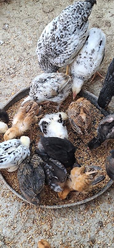 cücə satışı: Сhicks, Для мяса — 3