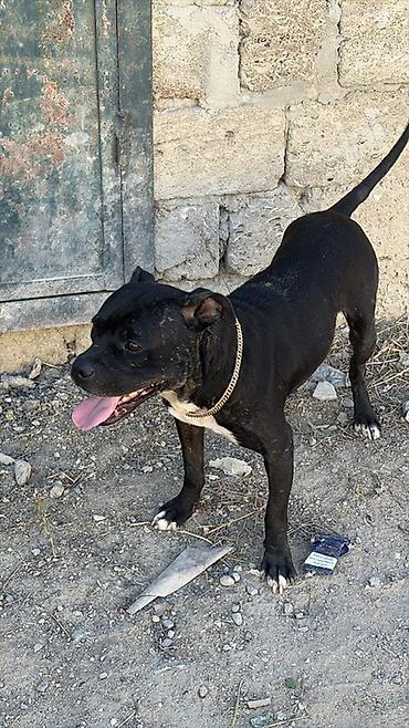 it adlari oglan: Pitbul, Erkək — 3