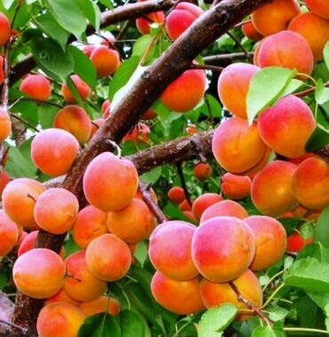 Ağaclar: Yalnız bizim təsərfatimizda bölgələrə uyğun olaraq ağacların kok — 9