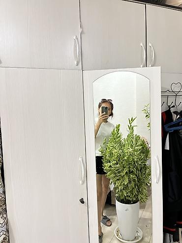 батанический сад: Пендилантус 3000с, высота 130 см — 1