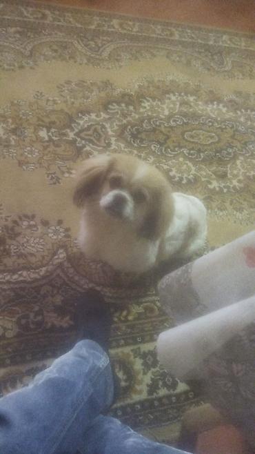 bu it: Pekines — 1
