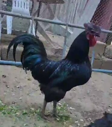 Xoruzlar: Tek 100 ayam zemani cut 200m .qap — 36