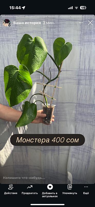 dry monster: Монстера деликатесная Цена на фото. Молодое — 2