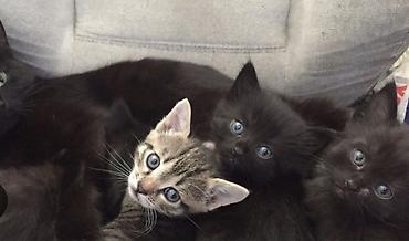котята отдам: Отдам в хорошие ручки.Котята домашние, короткошёрстные. Особенности — 5