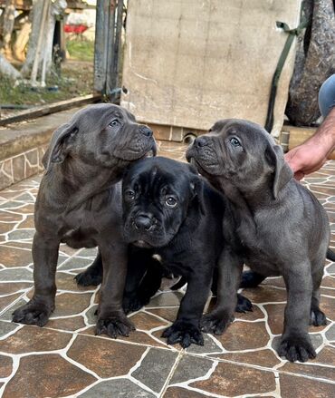 İtlər: Kane-Korso — 9