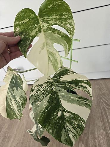 монстера альба купить: Монстера вариегатная (Monstera deliciosa ‘Albo Variegata’) - Ярко — 1