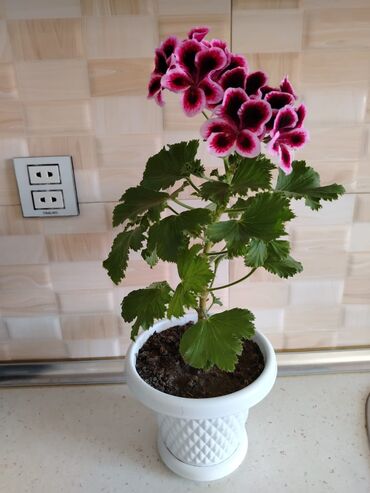 Otaq bitkiləri: Otaq bitkiləri — 9