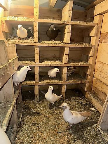 Yuvalar: Ağacdan hazırlanmış rəngli it evi/volyer - Material: qalın taxta — 12