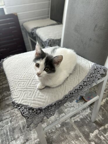 купить кот кот: Отдам котенка в хорошие руки Котенок домашний,проглистован чистенькая