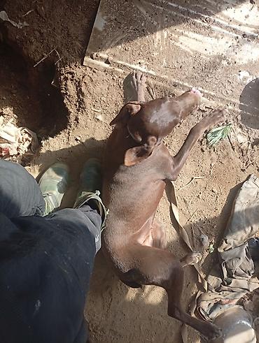 Отдам даром собаку: Собака даром: Курцхаар, 10 месяцев, Самка, С прививкой — 17