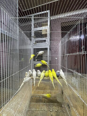 Птицы: Папугайга волнистый альбинос цена за шт