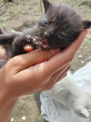 Коты: Отдадим кошку в хорошие руки типа породы Охос Азулес чёрная с