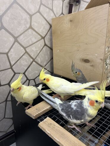 Tutuquşları: Erkək Korella papuqayı satılır Dekabrın 1-i doğulub Boz rəngi və — 21