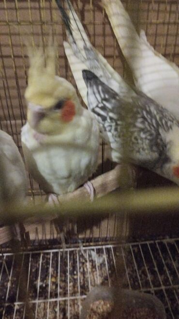 Tutuquşları: Məhsul: Nimfa (Cockatiel) tutuquşuları – ağ-sarı rəngli, yanaqlarda — 8