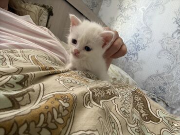 продаются щенки немецкой овчарки: Кошка даром: Беспородная, 2 месяца, Девочка, Приучена к лотку, С прививками