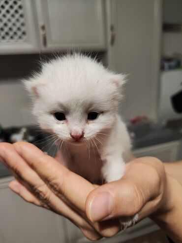 котёнк: Отдаю котёнка в добрые руки 🙏🏻